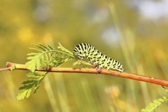 Swallowtail caterpillar (Papilio machaon), caterpillar sitting on Wild carrot (Daucus carota),