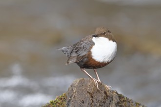 White-throated White-throated Dipper (Cinclus cinclus) standing with prey on a stone in the middle