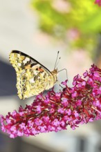 Thistle butterfly (Vanessa cardui) on a flower of the butterfly bush (Buddleja davidii), butterfly