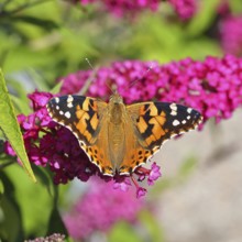 Thistle butterfly (Vanessa cardui) on a flower of the butterfly bush (Buddleja davidii), in a