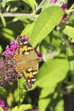 Thistle butterfly (Vanessa cardui) on a flower of the butterfly bush (Buddleja davidii), in a