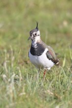 Lapwing (Vanellus vanellus), in splendid plumage, foraging in a marshy meadow, wildlife, Lembruch,