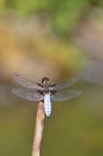 Flat-bellied dragonfly (Libellula depressa), family of damselflies (Libellulidae), male sitting on
