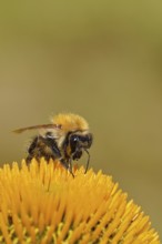 Field bumblebee (Bombus pascuorum), collecting nectar on a purple coneflower (Echinacea purpurea),