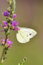 A Cabbage butterfly (Pieris brassicae) sucking nectar on the flower of the purple loosestrife