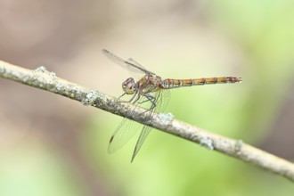 Common Darter (Sympetrum striolatum), female on a branch, close-up, Wilnsdorf, North