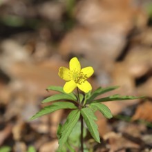 Yellow Anemone, Anemone ranunculoides, Yellow Wood Anemone, Anemone ranunculoides, in a beech
