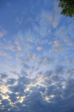 Large fleecy clouds (Altocumulus) in the evening sky, Mecklenburg-Vorpommern, Germany