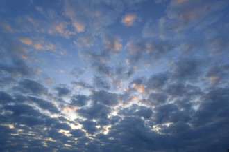 Large fleecy clouds (Altocumulus) in the evening sky, Mecklenburg-Vorpommern, Germany