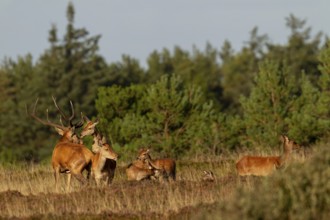 The red deer mounts another female in front of the red deer (Cervus elaphus) to signal that she is