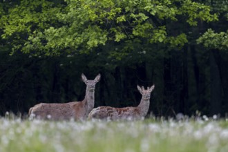 Red deer (Cervus elaphus) with one-year-old stag on a forest meadow, the physically much weaker