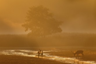 The beginning of a fantastic rutting morning, when a red deer (Cervus elaphus) with red deer and