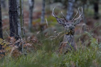 My first red deer photo (Cervus elaphus) from Upper Lusatia in Saxony, Germany