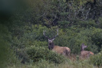 A red deer (Cervus elaphus) stands with its herd at the edge of a swamp, red deer herd, rutting