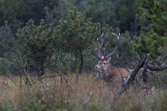 A red deer (Cervus elaphus) at the edge of a moorland meadow, rutting season, Denmark