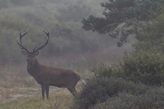 While I'm still standing at the car preparing my photo equipment, a red deer (Cervus elaphus)