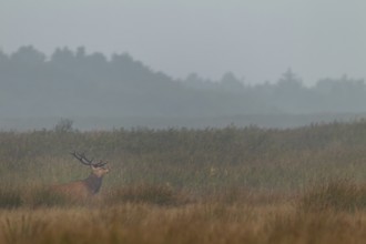 Red deer (Cervus elaphus) in rut in front of a reed belt, Denmark