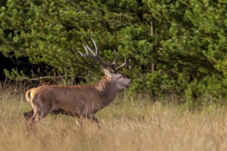 This red deer (Cervus elaphus), with only one antler, I could photograph the 2 previous years,