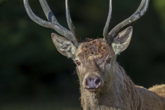 Portrait photo of a red deer (Cervus elaphus), rutting season, Denmark