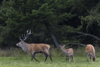 In the evening, a red deer (Cervus elaphus) with doe and calf enters a forest meadow, as more