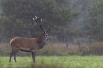 The red deer (Cervus elaphus) remains stoically calm in a rain shower, heavy rain, rutting season,