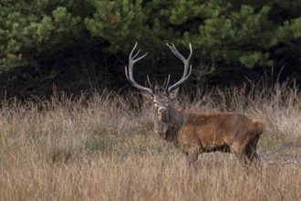 A beautiful red deer (Cervus elaphus) appears unexpectedly in a hidden clearing, rutting season,