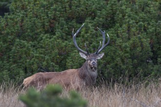 A year earlier I was able to photograph this red deer (Cervus elaphus) not far from this spot,