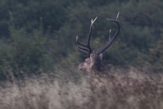 Suddenly this red deer (Cervus elaphus) stands in front of me and immediately takes flight, fear,