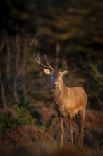 The year in front of I was able to photograph this red deer (Cervus elaphus) with only one antler