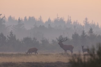 A roaring red deer (Cervus elaphus) with red deer and calf in the morning mist in a meadow, the