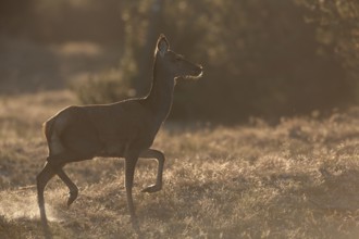 Red deer (Cervus elaphus) fleeing across a clearing in the forest, in the backlight you can