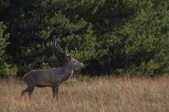 In the early afternoon, a red deer (Cervus elaphus) crosses a clearing, rutting season, Denmark