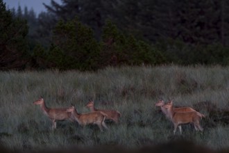 The low evening sun makes the eyes of the red deer (Cervus elaphus) and calves reflect a yellowish