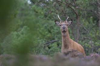 With its elongated shoulder and forward-facing ears, the red deer spike (Cervus elaphus) is trying