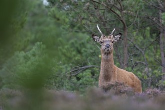 Suddenly the red deer (Cervus elaphus) appears right in front of me, rut, rutting season, Denmark