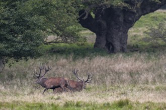 The old red deer (Cervus elaphus) challenges the winner of the first fight again shortly after his