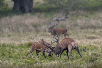 While the red deer (Cervus elaphus) are fighting, a third, very old stag takes advantage of the