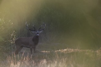 A roaring red deer (Cervus elaphus) in the morning mist, morning mood, rut, rutting season, Denmark