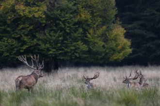 Encounter between red deer (Cervus elaphus) and fallow deer (Dama dama), here the difference in