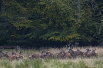 Red deer (Cervus elaphus) with its herd in a forest clearing, rutting season, red deer herd,