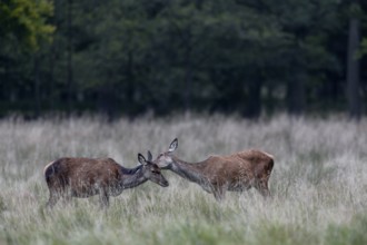 Mutual grooming between two red deer (Cervus elaphus), how much one of the hinds enjoys this