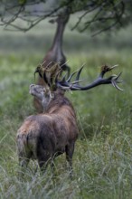 While the red deer, standing on its hind legs, tries to reach beech leaves, the red deer (Cervus