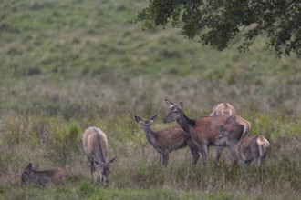 While the red deer (Cervus elaphus) graze relaxed with the stag calves, a calf remains very alert,