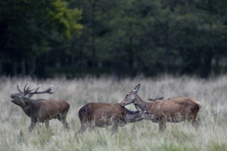 While the red deer (Cervus elaphus) maintain social contacts, the red deer is constantly altiv,