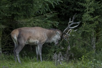 A red deer (Cervus elaphus) forks a spruce with its antlers, causing the small tree to lose large