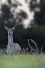 Red deer (Cervus elaphus) and red deer spike in a grain field, Germany