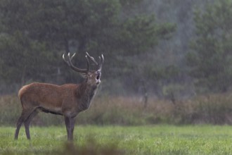 A roaring red deer (Cervus elaphus) in a rain shower, rutting season, Denmark