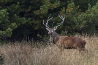 A sound makes the red deer (Cervus elaphus) look attentively into the neighbouring forest, rutting