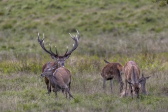 The red deer (Cervus elaphus) follows a doe from the herd and uses the scent marks given off by the