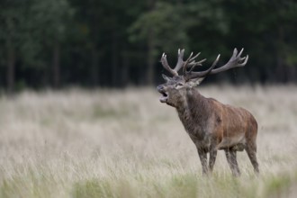 With its roaring, the red deer (Cervus elaphus) consolidates its claim to the herd, rut, rutting